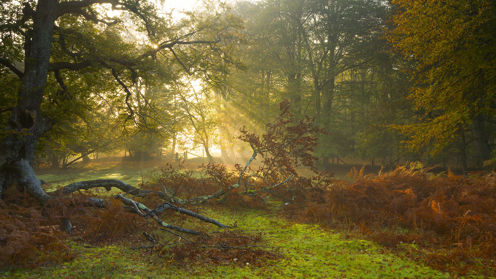 嘉宾访谈:冠军运动员谈比赛趣事,冠军采访