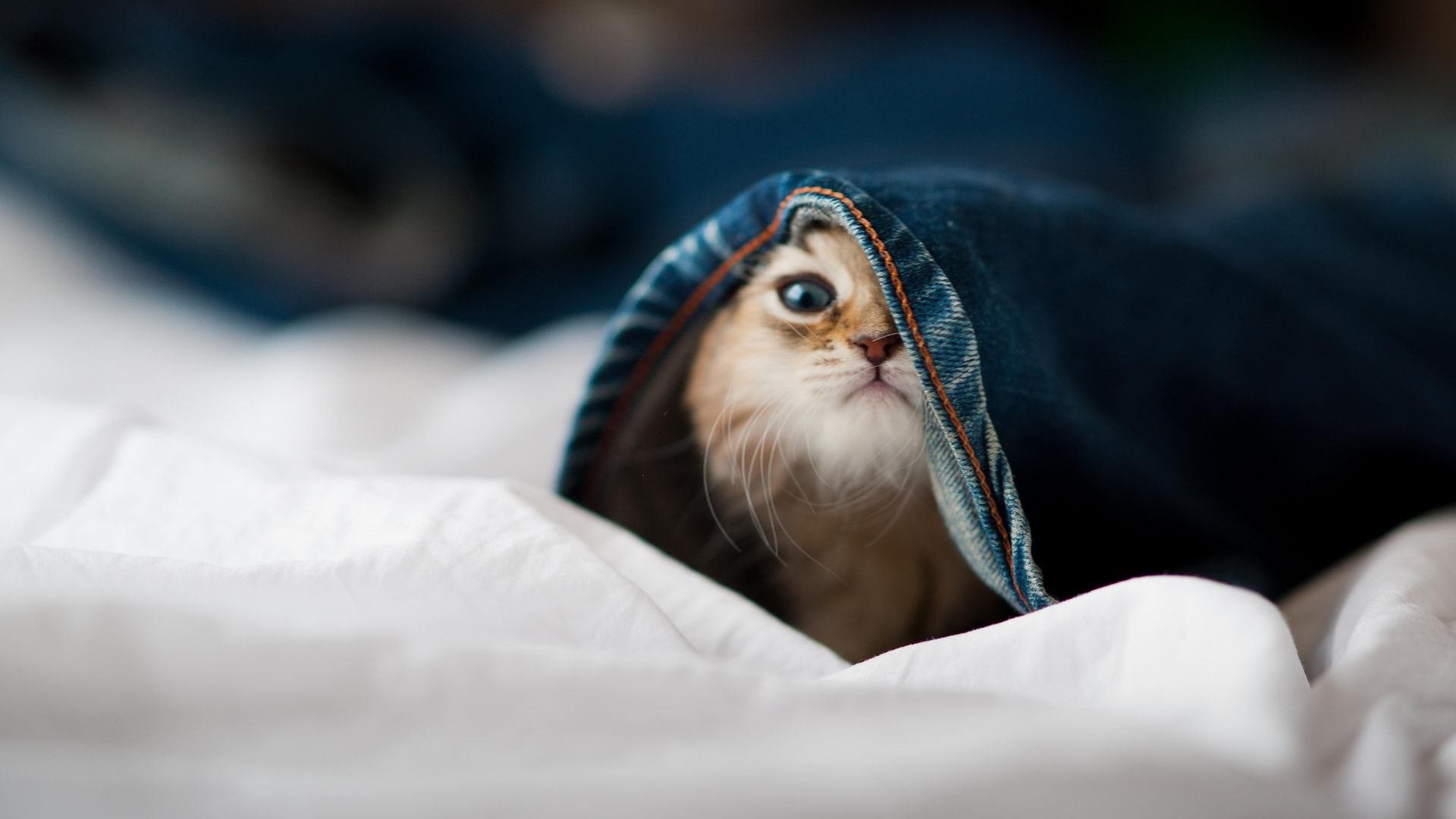 AYX体育-中国足球公共服务平台正式上线，提供全方位服务，中国足球官方平台