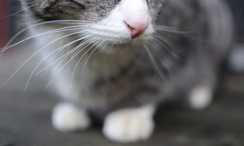 AYX体育-嘉宾访谈：冠军运动员谈比赛趣事，冠军采访